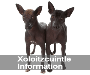 Xolo Information