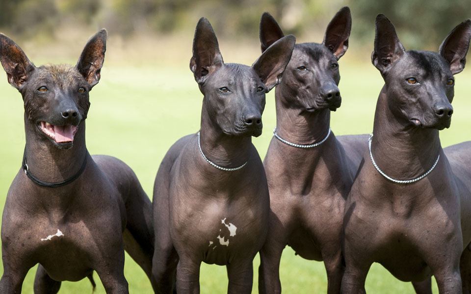 länktan efter att skaffa hund är enorm Uppfödning &amp; Valpning Hundar