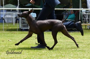 Nov 2015 Minor in Show Rev Seymour